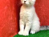 Sifir Kulak Yuvarlak Kafa Lynx Point Scottish Fold Yavrumuz