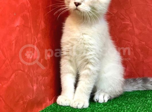 Sifir Kulak Yuvarlak Kafa Lynx Point Scottish Fold Yavrumuz görsel