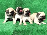 A Kali̇te Orji̇nal Sifir Burun Pug Mops