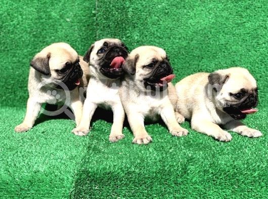 A Kali̇te Orji̇nal Sifir Burun Pug Mops görsel