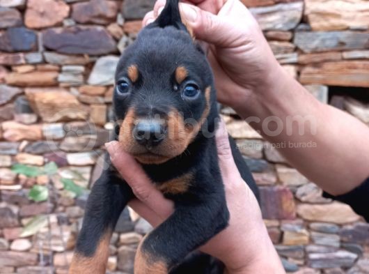 Orijinal Show Kalite Doberman Yavrular görsel