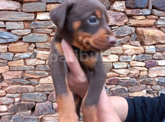 Orijinal Show Kalite Doberman Yavrular görsel