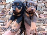 Orijinal Show Kalite Doberman Yavrular