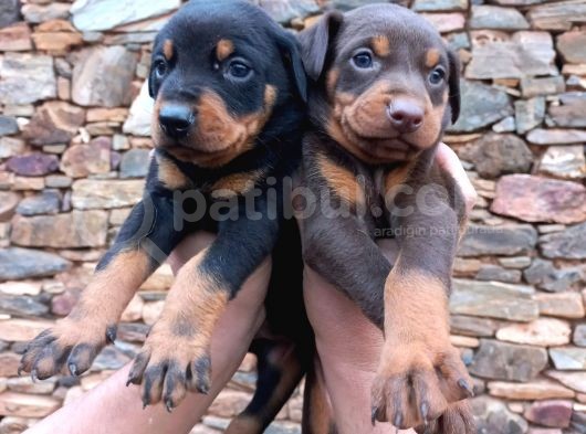 Orijinal Show Kalite Doberman Yavrular