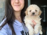 Maltipoo Yavru (Bursa Köpek Okulu)