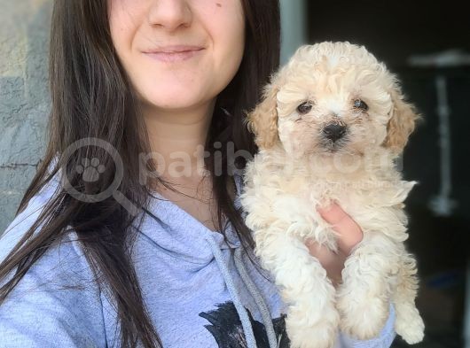 Maltipoo Yavru (Bursa Köpek Okulu)