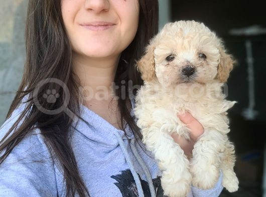 Maltipoo Yavru (Bursa Köpek Okulu) görsel