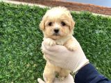 Küçük Maltipoo  Yavrular
