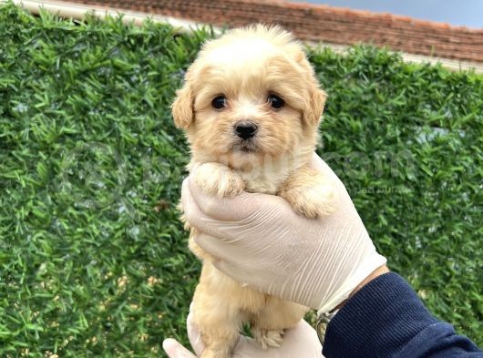 Küçük Maltipoo  Yavrular görsel