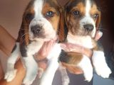 Beagle Yavrularimiz