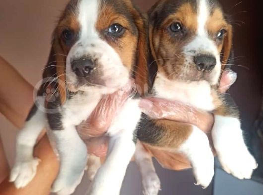 Beagle Yavrularimiz