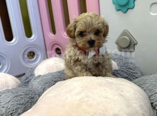 Dizayn Irk Sevimli Maltipoo Yavrular