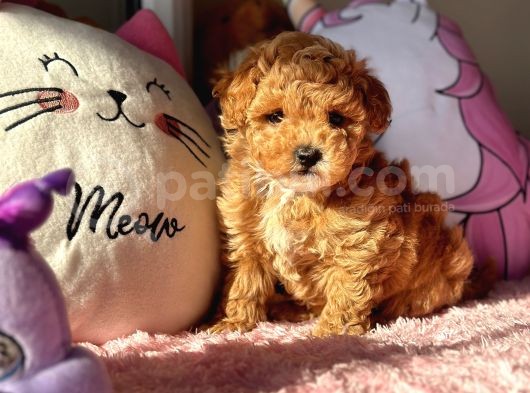 Mi̇ni̇ Red Malti̇poo Yavrular görsel