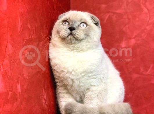 Erkek Blue Point Scottish Fold Yavrumuz