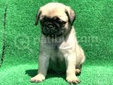 A Kali̇te Orji̇nal Sifir Burun Pug Mops