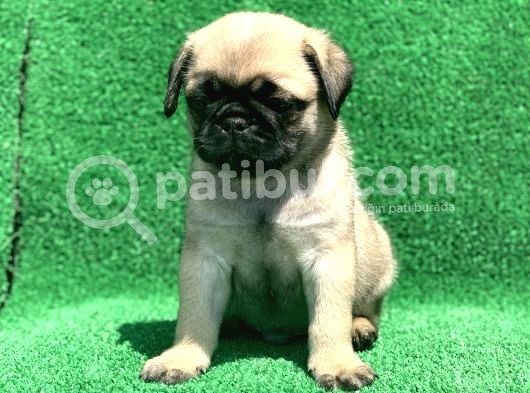 A Kali̇te Orji̇nal Sifir Burun Pug Mops görsel