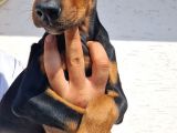 Doberman Yavrular