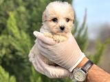 Küçük Morkie Yavrum