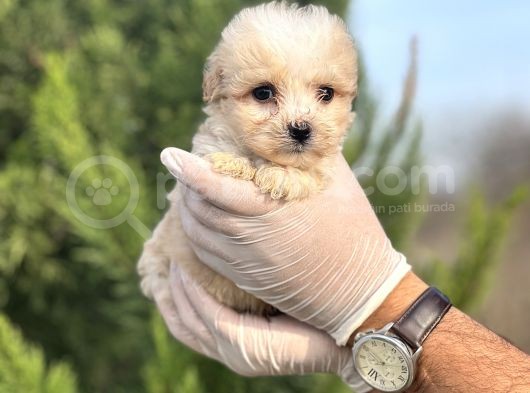Küçük Morkie Yavrum görsel