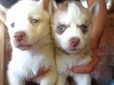 Husky Yavrular