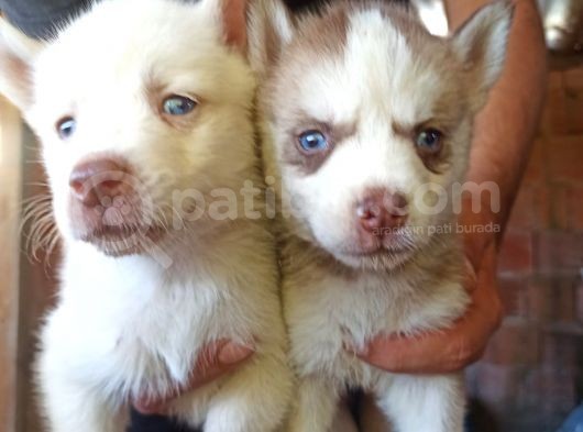Husky Yavrular görsel