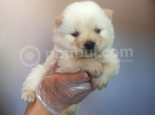 Chow Chow Yavrular görsel