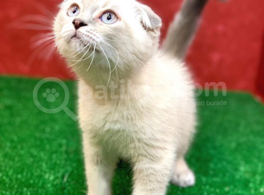 Sifir Kulak Yuvarlak Kafa Lynx Point Scottish Fold Yavrumuz görsel