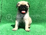 A Kali̇te Orji̇nal Sifir Burun Pug Mops