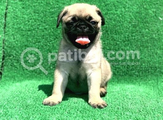 A Kali̇te Orji̇nal Sifir Burun Pug Mops görsel