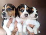 Beagle Yavrularimiz