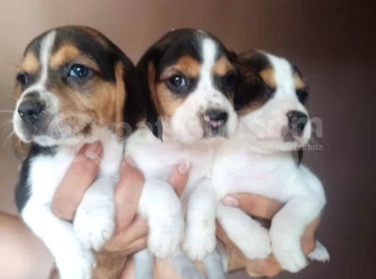Beagle Yavrularimiz görsel