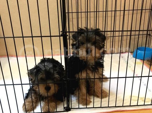 Yorkshire Terrier Yavrular görsel