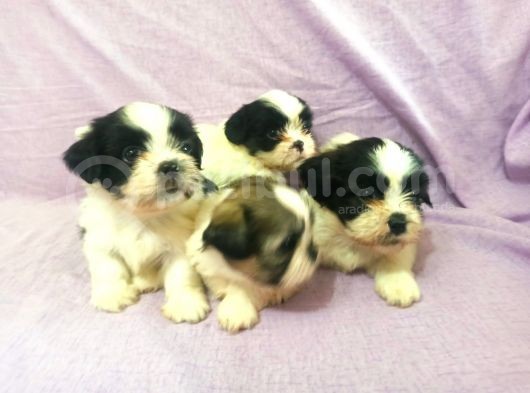 Shıh Tzu Yavrular görsel