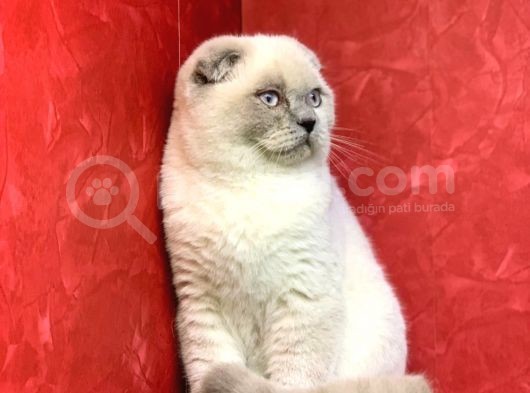 Erkek Blue Point Scottish Fold Yavrumuz görsel