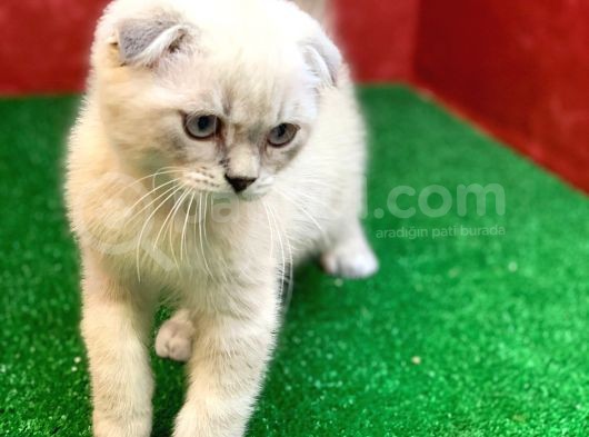 Sifir Kulak Yuvarlak Kafa Lynx Point Scottish Fold Yavrumuz görsel