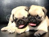 Orji̇nal Pug Mops Yavrulari