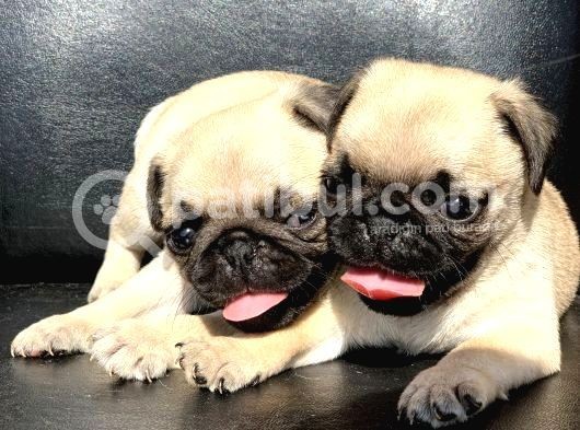 Orji̇nal Pug Mops Yavrulari
