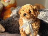 Mi̇ni̇ Red Malti̇poo Yavrular