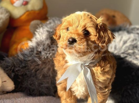 Mi̇ni̇ Red Malti̇poo Yavrular görsel