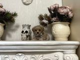 Dizayn Irk Sevimli Maltipoo Yavrular