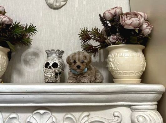 Dizayn Irk Sevimli Maltipoo Yavrular görsel