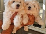 Maltese Terrier Yavrular