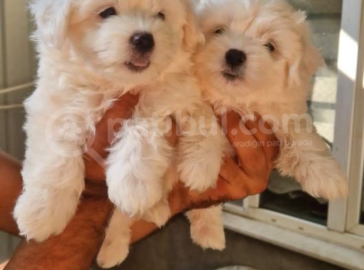 Maltese Terrier Yavrular görsel