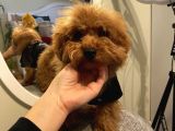 4 Aylık Erkek Maltipoo Yavrumuz Ev Ortamında