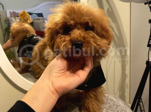 4 Aylık Erkek Maltipoo Yavrumuz Ev Ortamında