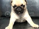 Orji̇nal Pug Mops Yavrulari