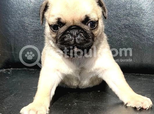 Orji̇nal Pug Mops Yavrulari görsel