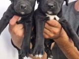 Cane Corsa Yavrular