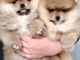 Ayıcık Surat Boo Pomeranian Yavrular