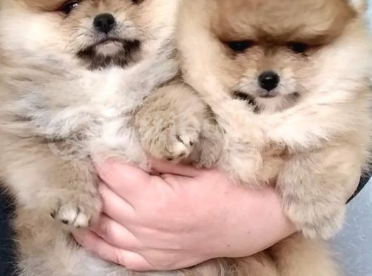 Ayıcık Surat Boo Pomeranian Yavrular görsel